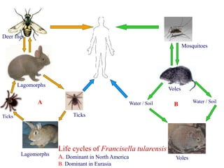Water / Soil Water / Soil
Voles
Voles
Mosquitoes
Ticks
Ticks
Lagomorphs
Lagomorphs
Deer flies
Life cycles of Francisella tularensis
A. Dominant in North America
B. Dominant in Eurasia
A B
 