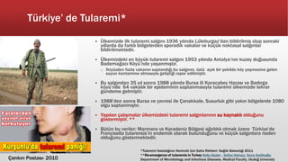 Türkiye’ de Tularemi*
 Ülkemizde ilk tularemi salgını 1936 yılında Lüleburgaz’dan bildirilmiş olup sonraki
yıllarda da farklı bölgelerden sporadik vakalar ve küçük noktasal salgınlar
bildirilmektedir.
 Ülkemizdeki en büyük tularemi salgını 1953 yılında Antalya’nın kuzey doğusunda
Bademağacı Köyü’nde yaşanmıştır.
o İkiyüzden fazla vakanın saptandığı bu salgının, üstü açık bir şekilde köy çeşmesine gelen
suyun kontamine olmasıyla geliştiği rapor edilmiştir.
 Bu salgından 35 yıl sonra 1988 yılında Bursa ili Karacabey Harası ve Badırga
köyü’nde 64 vakalık bir epideminin saptanmasıyla tularemi ülkemizde tekrar
gündeme gelmiştir.
 1988’den sonra Bursa ve çevresi ile Çanakkale, Susurluk gibi yakın bölgelerde 1080
olgu saptanmıştır.
 Yapılan çalışmalar ülkemizdeki tularemi salgınlarının su kaynaklı olduğunu
göstermiştir. **
 Bütün bu veriler; Marmara ve Karadeniz Bölgesi ağırlıklı olmak üzere Türkiye’de
Francisella tularensis’in endemik olarak bulunduğunu ve küçük salgınlara neden
olduğunu göstermektedir.
*Tularemi Hastalığının Kontrolü İçin Saha Rehberi- Sağlık Bakanlığı 2011
**Re-emergence of tularemia in Turkey Halis Akalın, , Safiye Helvacı, Suna Gedikoğlu
Department of Microbiology and Infectious Diseases, Medical Faculty, Uludağ UniversityÇankırı Postası- 2010
 
