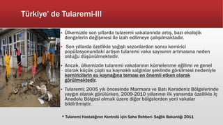 Türkiye’ de Tularemi-III
 Ülkemizde son yıllarda tularemi vakalarında artış, bazı ekolojik
dengelerin değişmesi ile izah edilmeye çalışılmaktadır.
 Son yıllarda özellikle yağışlı sezonlardan sonra kemirici
popülasyonundaki artışın tularemi vaka sayısının artmasına neden
olduğu düşünülmektedir.
 Ancak, ülkemizde tularemi vakalarının kümelenme eğilimi ve genel
olarak küçük çaplı su kaynaklı salgınlar şeklinde görülmesi nedeniyle
kemiricilerin su kaynağına teması en önemli etken olarak
görülmektedir.
 Tularemi; 2005 yılı öncesinde Marmara ve Batı Karadeniz Bölgelerinde
yaygın olarak görülürken, 2009-2010 yıllarının ilk yarısında özellikle İç
Anadolu Bölgesi olmak üzere diğer bölgelerden yeni vakalar
bildirilmiştir.
* Tularemi Hastalığının Kontrolü İçin Saha Rehberi- Sağlık Bakanlığı 2011
 