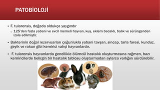 PATOBİOLOJİ
 F. tularensis, doğada oldukça yaygındır
o 125’den fazla yabani ve evcil memeli hayvan, kuş, eklem bacaklı, balık ve sürüngenden
izole edilmiştir.
 Bakterinin doğal rezervuarları çoğunlukla yabani tavşan, sincap, tarla faresi, kunduz,
geyik ve rakun gibi kemirici vahşi hayvanlardır.
 F. tularensis hayvanlarda genellikle ölümcül hastalık oluşturmasına rağmen, bazı
kemiricilerde belirgin bir hastalık tablosu oluşturmadan aylarca varlığını sürdürebilir.
 