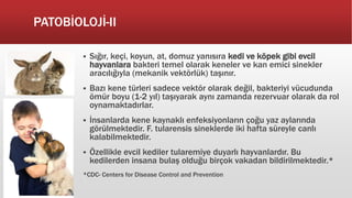 PATOBİOLOJİ-II
 Sığır, keçi, koyun, at, domuz yanısıra kedi ve köpek gibi evcil
hayvanlara bakteri temel olarak keneler ve kan emici sinekler
aracılığıyla (mekanik vektörlük) taşınır.
 Bazı kene türleri sadece vektör olarak değil, bakteriyi vücudunda
ömür boyu (1-2 yıl) taşıyarak aynı zamanda rezervuar olarak da rol
oynamaktadırlar.
 İnsanlarda kene kaynaklı enfeksiyonların çoğu yaz aylarında
görülmektedir. F. tularensis sineklerde iki hafta süreyle canlı
kalabilmektedir.
 Özellikle evcil kediler tularemiye duyarlı hayvanlardır. Bu
kedilerden insana bulaş olduğu birçok vakadan bildirilmektedir.*
*CDC- Centers for Disease Control and Prevention
 