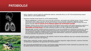 PATOBİOLOJİ
 Suda, toprakta, hayvan leşleri ile atıklarında aylarca, samanda altı ay ve 15°C’de dondurulmuş tavşan
etinde yıllarca canlı kalabilmektedir.
 İnsanlara hastalık temel olarak üç yol ile bulaşmaktadır:
 Deri ve mukozal yol: Enfekte kene veya sinek gibi vektörlerin ısırmasıyla veya enfekte hayvan, hayvan ürünleri-
çıkartılarıyla (idrar, dışkı ya da kan) temas sonucunda ya da bu hayvanlar tarafından doğrudan ısırılma
sonucunda insana bulaşmaktadır. Bu yol Kuzey Amerika ve Kuzey Avrupa ülkeleri ile Kuzey Avrasya’da en sık
görülen türlerdir. Deri ve mukozal yol ile enfeksiyon gelişimi için 10-50 bakteri yeterlidir.
 Oral yol: Enfekte hayvan dokusu veya çıkartıları ile kontamine olmuş sularla veya hasta hayvanların etlerinin iyi
pişirilmeden tüketilmesiyle olan bulaşma; günümüzde ABD ve Kuzey Avrupa’da nadiren bildirilmekte iken,
ülkemizdeki ana bulaş yoludur. Oral yolla enfeksiyon gelişimi için (ED) ≥108 bakteri gereklidir.
 Solunum yolu: Aerosol şeklinde bulunan kontamine su veya toz partiküllerinin solunması ile bulaş olur. Kırsal
alanda kemiricilerin dışkı, idrar gibi çıkartılarıyla kontamine olmuş saman, ot ve tahılların hasatı esnasında
veya depolarda çalışanların bakteriyi tozlarla soluması sonucu solunum sisteminde enfeksiyon gelişir. Solunum
yolu ile bulaşta enfektif doz 10-50 bakteri olarak kabul edilmektedir. Laboratuvar çalışanları da solunum yolu
ile bulaş açısından risk grubunda yer almaktadır.
 Tularemi, insandan insana bulaşmaz. Bu nedenle, hasta ile temas edilmesi veya aynı ortamda bulunulması
hastalık gelişimi açısından risk taşımaz.
 Bulaş yolları nedeniyle; avcılar, tarımla uğraşanlar, ormanda çalışanlar, doğa tutkunları, veteriner hekimler
ve laboratuvar çalışanları risk grubunda yer almaktadırlar.
 Her mevsimde görülebilmesine karşın, kemiricilere bağlı infeksiyonlar avcılık nedeniyle kış aylarında, kene
ile ilişkili olanlar ise daha çok yaz aylarında görülmektedir
 