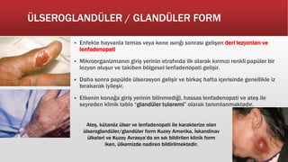 ÜLSEROGLANDÜLER / GLANDÜLER FORM
 Enfekte hayvanla temas veya kene ısırığı sonrası gelişen deri lezyonları ve
lenfadenopati
 Mikroorganizmanın giriş yerinin etrafında ilk olarak kırmızı renkli papüler bir
lezyon oluşur ve takiben bölgesel lenfadenopati gelişir.
 Daha sonra papülde ülserasyon gelişir ve birkaç hafta içerisinde genellikle iz
bırakarak iyileşir.
 Etkenin konağa giriş yerinin bilinmediği, hassas lenfadenopati ve ateş ile
seyreden klinik tablo “glandüler tularemi” olarak tanımlanmaktadır.
Ateş, kütanöz ülser ve lenfadenopati ile karakterize olan
ülseroglandüler/glandüler form Kuzey Amerika, İskandinav
ülkeleri ve Kuzey Avrasya’da en sık bildirilen klinik form
iken, ülkemizde nadiren bildirilmektedir.
 