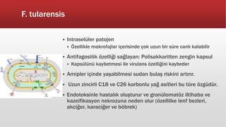 F. tularensis
 Intraselüler patojen
 Özellikle makrofajlar içerisinde çok uzun bir süre canlı kalabilir
 Antifagositik özelliği sağlayan: Polisakkaritten zengin kapsul
 Kapsülünü kaybetmesi ile virulans özelliğini kaybeder
 Amipler içinde yaşabilmesi sudan bulaş riskini artırır.
 Uzun zincirli C18 ve C26 karbonlu yağ asitleri bu türe özgüdür.
 Endotoksinle hastalık oluşturur ve granülomatöz iltihaba ve
kazeifikasyon nekrozuna neden olur (özellilke lenf bezleri,
akciğer, karaciğer ve böbrek)
 