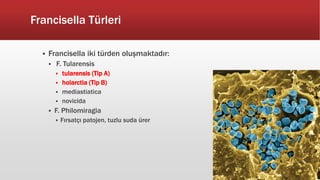 Francisella Türleri
 Francisella iki türden oluşmaktadır:
 F. Tularensis
 tularensis (Tip A)
 holarctia (Tip B)
 mediastiatica
 novicida
 F. Philomiragia
 Fırsatçı patojen, tuzlu suda ürer
 