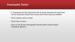 Francisella Türleri
 F. Tularensis alt türü tularensis (Tip A) Kuzey Amerika ile sınırlı iken
alt tür holarctica (Tip B) tüm kuzey yarım küre boyunca etkilidir.
 Tip A: tavşan, kene ve kedi
 Tip B: fare ve kene
 Tip A ve Tip B hem demografik hemde klinik seyirde büyük
farklılıklar gösterir.
 