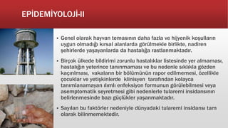 EPİDEMİYOLOJİ-II
 Genel olarak hayvan temasının daha fazla ve hijyenik koşulların
uygun olmadığı kırsal alanlarda görülmekle birlikte, nadiren
şehirlerde yaşayanlarda da hastalığa rastlanmaktadır.
 Birçok ülkede bildirimi zorunlu hastalıklar listesinde yer almaması,
hastalığın yeterince tanınmaması ve bu nedenle sıklıkla gözden
kaçırılması, vakaların bir bölümünün rapor edilmemesi, özellikle
çocuklar ve yetişkinlerde klinisyen tarafından kolayca
tanımlanamayan ılımlı enfeksiyon formunun görülebilmesi veya
asemptomatik seyretmesi gibi nedenlerle tularemi insidansının
belirlenmesinde bazı güçlükler yaşanmaktadır.
 Sayılan bu faktörler nedeniyle dünyadaki tularemi insidansı tam
olarak bilinmemektedir.
 