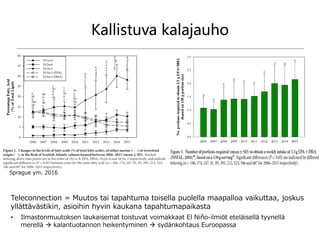 Kallistuva kalajauho
Sprague ym. 2016
Teleconnection = Muutos tai tapahtuma toisella puolella maapalloa vaikuttaa, joskus
yllättävästikin, asioihin hyvin kaukana tapahtumapaikasta
• Ilmastonmuutoksen laukaisemat toistuvat voimakkaat El Niño-ilmiöt eteläisellä tyynellä
merellä  kalantuotannon heikentyminen  sydänkohtaus Euroopassa
 