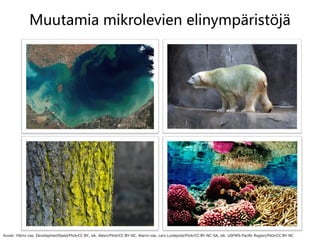 Muutamia mikrolevien elinympäristöjä
14
Kuvat: Ylärivi vas. DevelopmentSeed/FlickrCC BY, oik. Asten/FlickrCC BY-NC. Alarivi vas. Lars Lundqvist/FlickrCC BY-NC-SA, oik. USFWS-Pacific Region/FlickrCC BY-NC
 