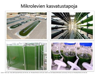 Mikrolevien kasvatustapoja
16
Kuvat: Ylärivi vas. Texas A&M AgriLife/FlickrCC BY-NC-ND, oik. Microphyt/FlickrCC BY-NC-SA. Alarivi vas. IGV Biotech/Wikimedia CommonsCC BY-SA, oik. Microphyt/FlickrCC BY-NC-SA
 