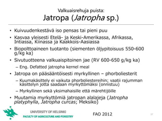 Valkuaisrehuja puista:
Jatropa (Jatropha sp.)
• Kuivuudenkestävä iso pensas tai pieni puu
• Kasvaa yleisesti Etelä- ja Keski-Amerikassa, Afrikassa,
Intiassa, Kiinassa ja Kaakkois-Aasiassa
• Biopolttoaineen tuotanto (siementen öljypitoisuus 550-600
g/kg ka)
• Sivutuotteena valkuaispitoinen jae (RV 600-650 g/kg ka)
– Eng. Defatted jatropha kernel meal
• Jatropa on pääsääntöisesti myrkyllinen – phorboliesterit
– Kuumakäsittely ei vaikuta phorboliestereihin; vaatii rajumman
käsittelyn jotta saadaan myrkyttömäksi (onnistuu)
– Myrkyllinen sekä yksimahaisille että märehtijöille
• Muutamia myrkyttömiä jatropan alalajeja (Jatropha
platyphylla, Jatropha curcas; Meksiko)
37FAO 2012
 