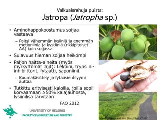 Valkuaisrehuja puista:
Jatropa (Jatropha sp.)
• Aminohappokoostumus soijaa
vastaava
– Paitsi vähemmän lysiiniä ja enemmän
metioniinia ja kystiiniä (rikkipitoiset
AA) kuin soijassa
• Sulavuus hieman soijaa heikompi
• Paljon haitta-aineita (myös
myrkyttömät lajit): Lektiini, trypsiini-
inhibiittorit, fytaatti, saponiinit
– Kuumakäsittely ja fytaasientsyymi
auttaa
• Tutkittu erityisesti kaloilla, joilla sopii
korvaamaan ≥50% kalajauhosta,
lysiinilisä tarvitaan
38
FAO 2012
Kuvat: Forest and Kim Starr/Flickr CC-BY
 