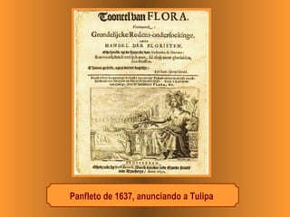 Panfleto de 1637, anunciando a Tulipa 