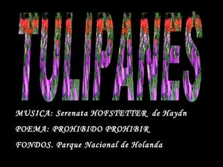 MUSICA: Serenata HOFSTETTER  de Haydn  POEMA: PROHIBIDO PROHIBIR FONDOS. Parque Nacional de Holanda TULIPANES 