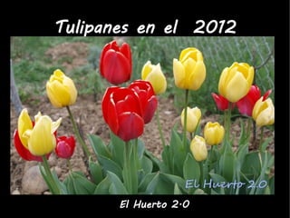 Tulipanes en el 2012




       El Huerto 2.0
 