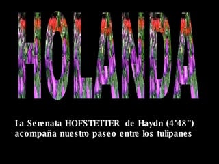 La Serenata HOFSTETTER  de Haydn (4’48”)  acompaña nuestro paseo entre los tulipanes HOLANDA 