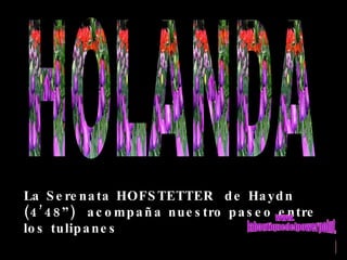 La Serenata HOFSTETTER  de Haydn (4’48”)  acompaña nuestro paseo entre los tulipanes HOLANDA www. laboutiquedelpowerpoint. com 