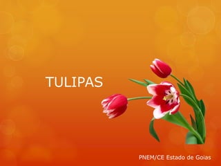 TULIPAS
PNEM/CE Estado de Goias
 