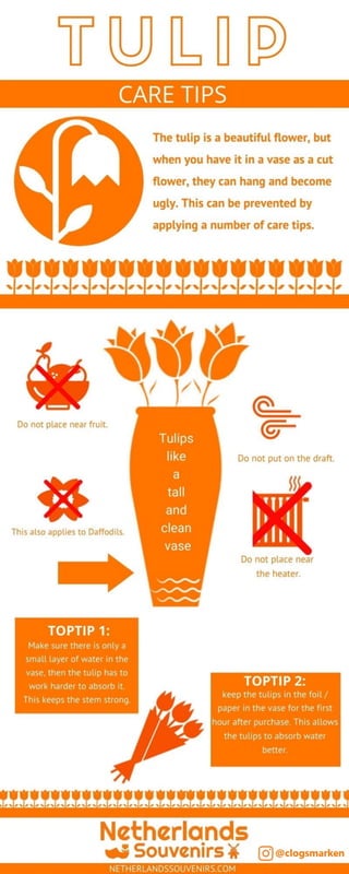 Tulip care tips