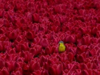 Tulipes in the netherlands (v.m.)