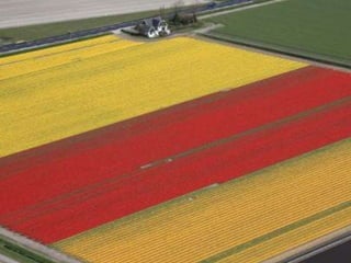 Tulipes in the netherlands (v.m.)