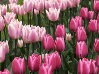 Tulipes in the netherlands (v.m.)