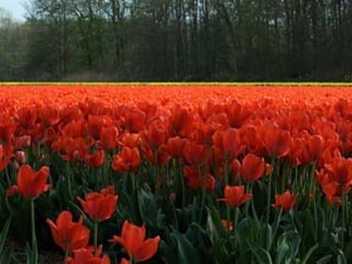 Tulipes in the netherlands (v.m.)