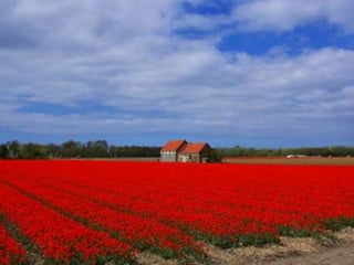 Tulipes in the netherlands (v.m.)