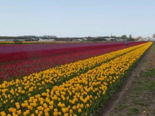 Tulipes in the netherlands (v.m.)