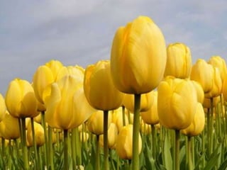 Tulipes in the netherlands (v.m.)