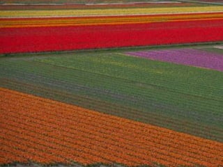 Tulipes in the netherlands (v.m.)