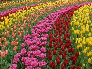 Tulipes in the netherlands (v.m.)