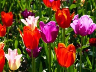 Tulipes in the netherlands (v.m.)