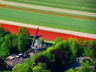 Tulipes in the netherlands (v.m.)