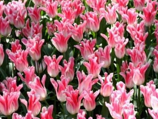 Tulipes in the netherlands (v.m.)