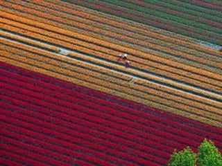 Tulipes in the netherlands (v.m.)