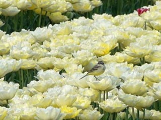Tulipes in the netherlands (v.m.)
