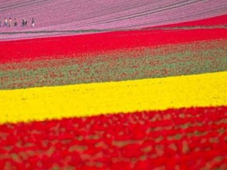 Tulipes in the netherlands (v.m.)