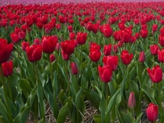 Tulipes in the netherlands (v.m.)