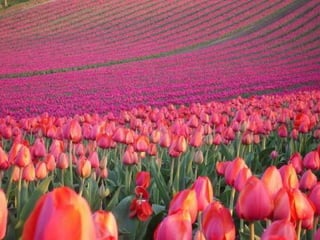 Tulipes in the netherlands (v.m.)