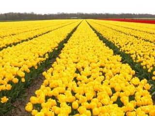 Tulipes in the netherlands (v.m.)