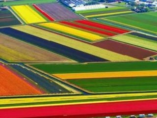Tulipes in the netherlands (v.m.)