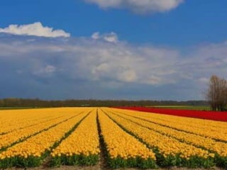 Tulipes in the netherlands (v.m.)