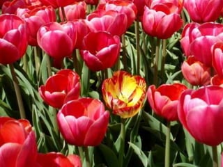 Tulipes in the netherlands (v.m.)