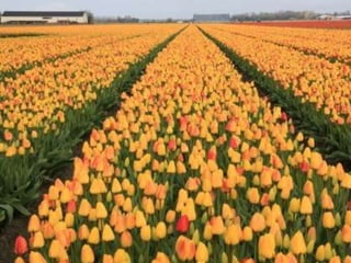 Tulipes in the netherlands (v.m.)