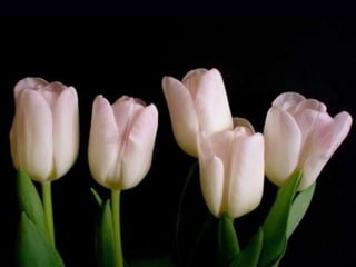 Tulipes in the netherlands (v.m.)