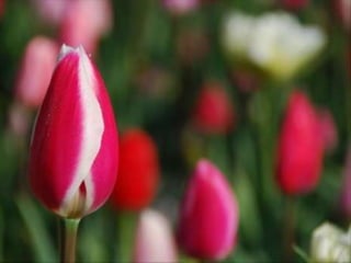Tulipes in the netherlands (v.m.)
