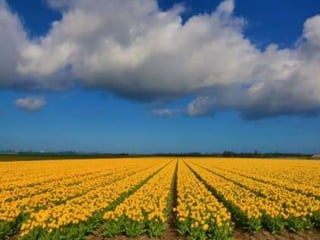 Tulipes in the netherlands (v.m.)