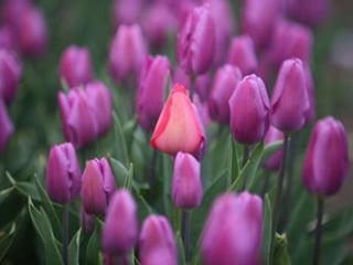 Tulipes in the netherlands (v.m.)