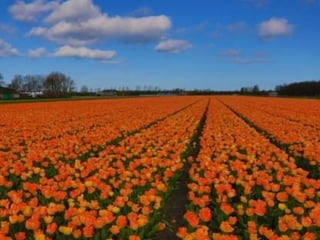 Tulipes in the netherlands (v.m.)